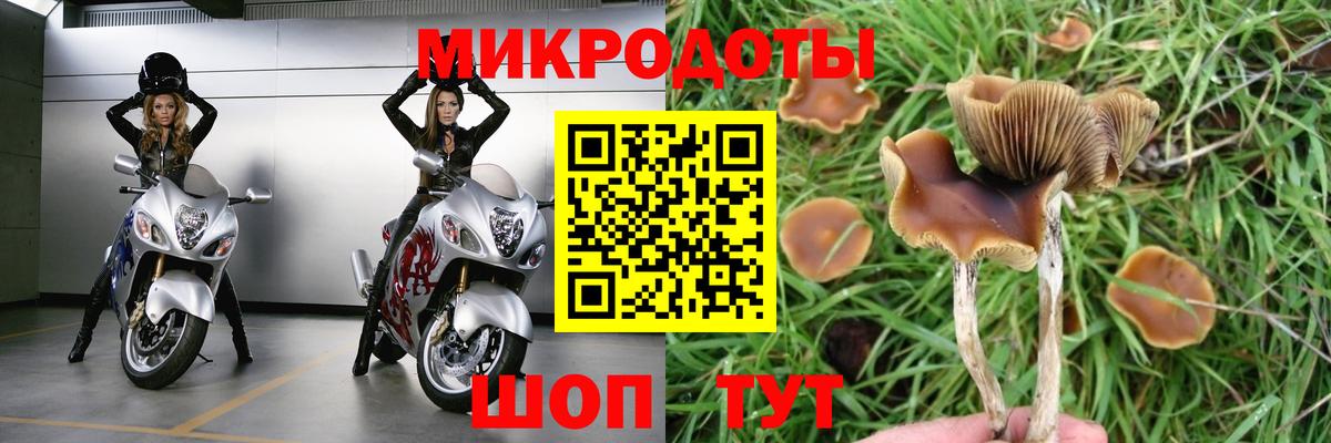 Псилоцибиновые грибы Cubensis Камышлов